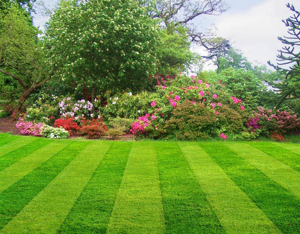 Dublin Renovation Garden